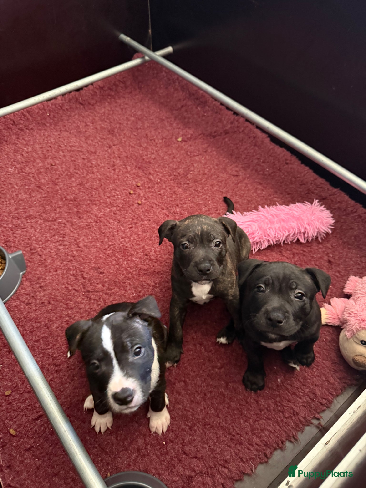 Engelse Stafford honden Te te koop: 3 prachtige Engelse Stafford pups 🐾 - Advertentie 1