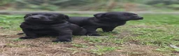 Labrador Retriever honden te koop: Labrador Retriever pups  - Advertentie 7