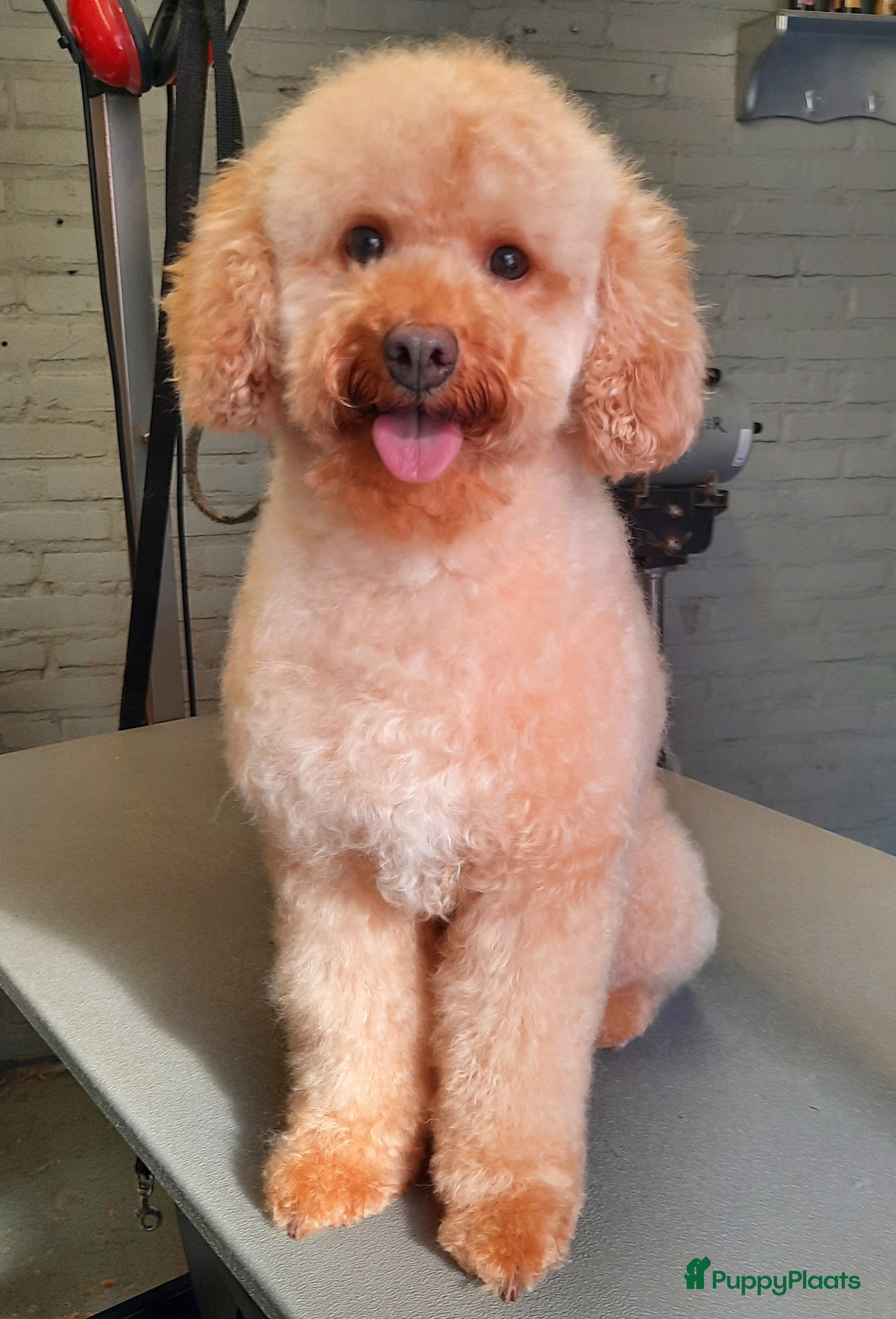 Roxy