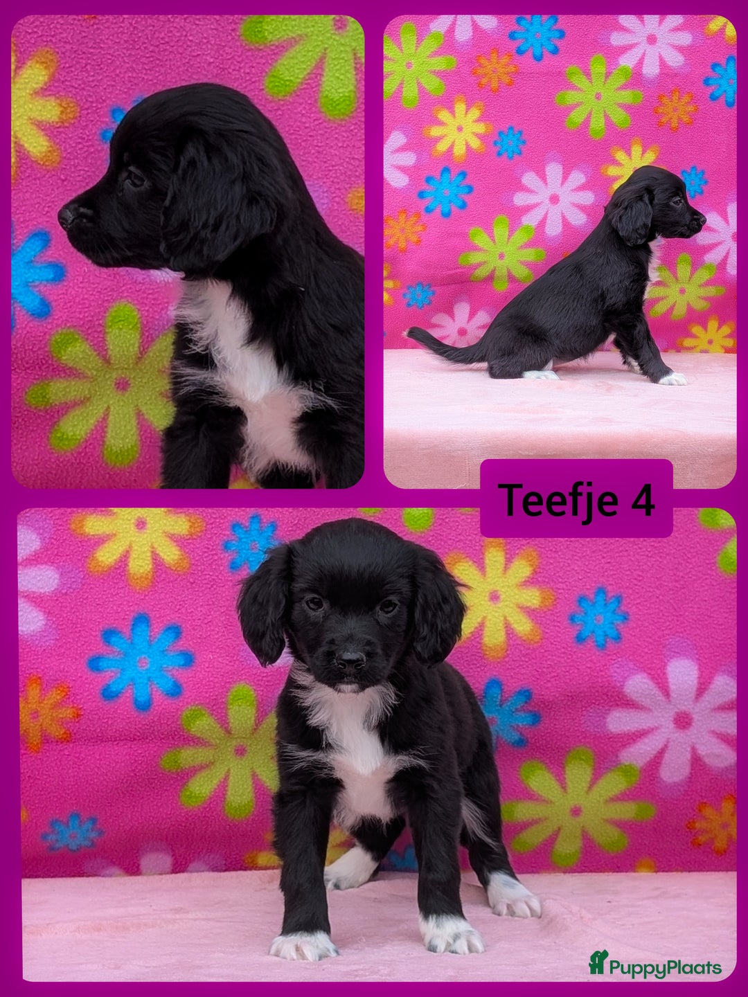 Friese Stabij honden te koop: Prachtige friese stabij x border collie pups  - Advertentie 7