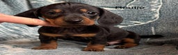 Teckel (korthaar)  honden te koop: Teckel pups choco tan / black and tan  - Advertentie 4