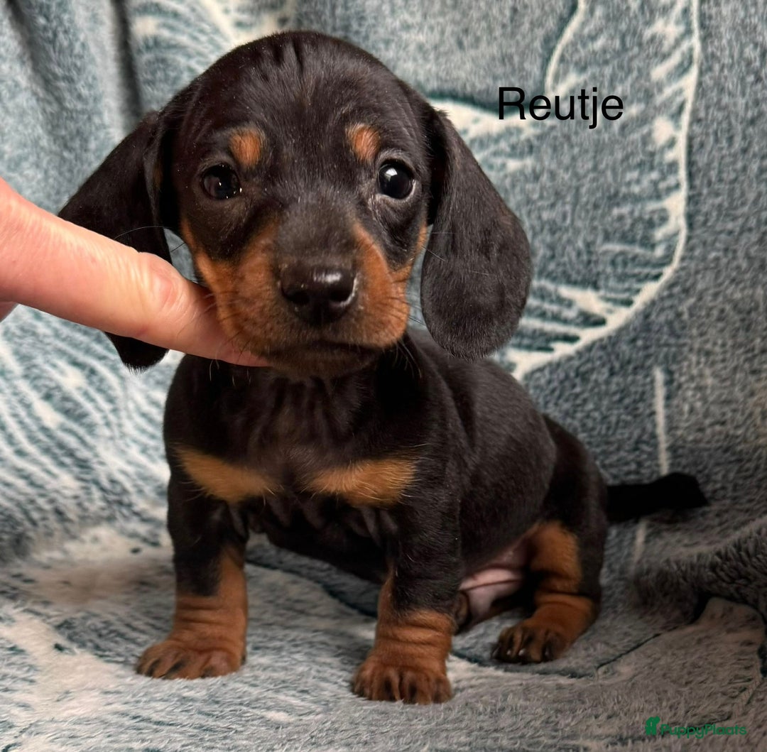 Teckel (korthaar)  honden te koop: Teckel pups choco tan / black and tan  - Advertentie 4