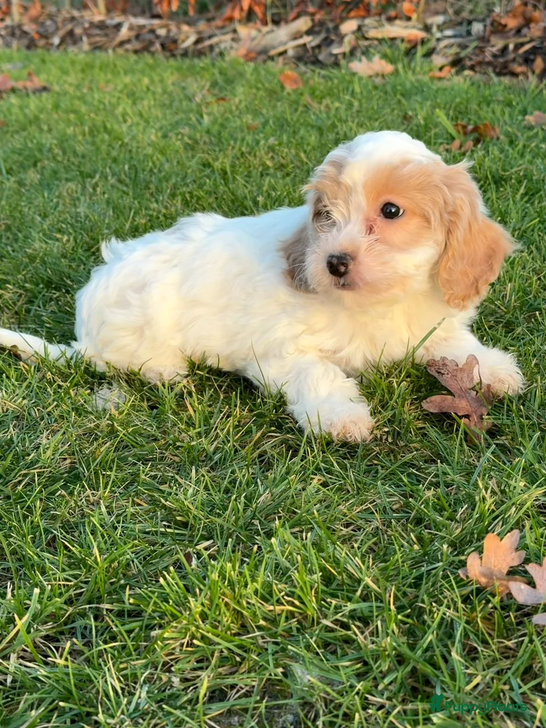 Maltipoo honden te koop: Leuke maltipoo pups  - Advertentie 21