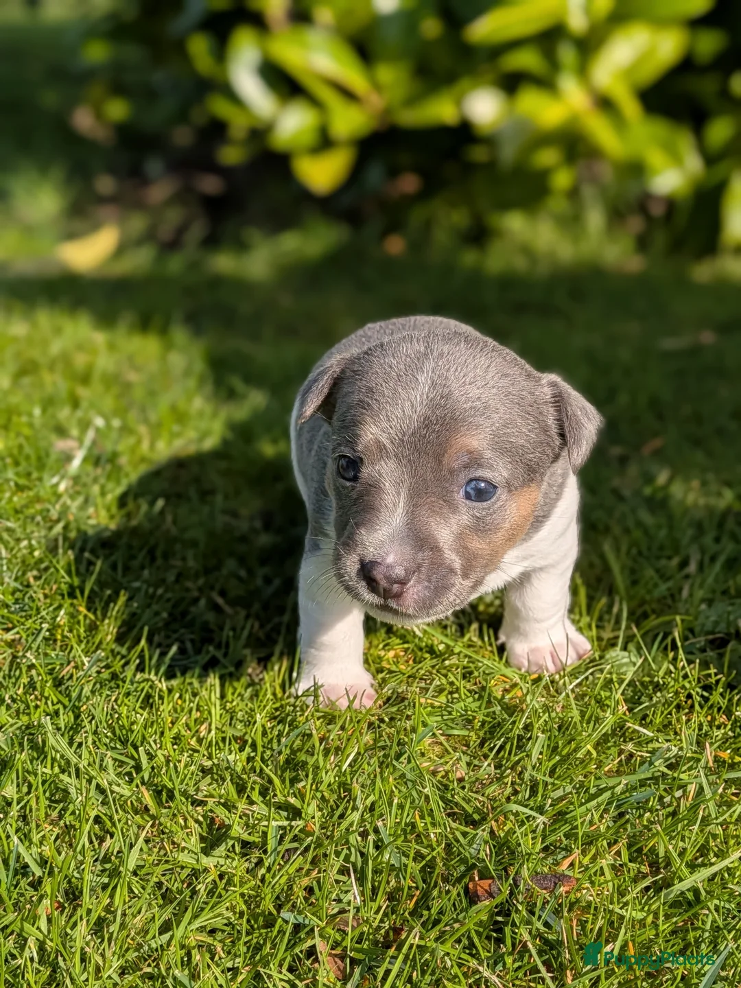 Jack Russel Terriër honden te koop: Lieve jack russel pups  - Advertentie 11