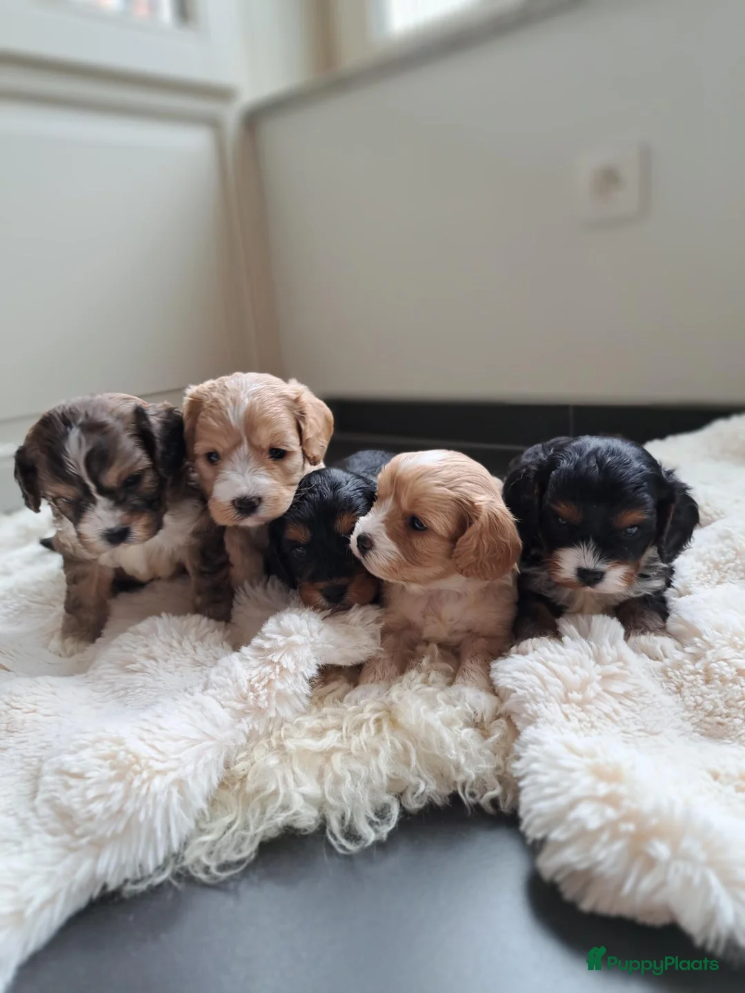 Cavapoo honden te koop: Prachtige cavapoo pupjes! - Advertentie 15
