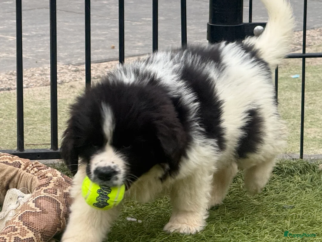 Newfoundlander honden te koop: Newfoundlander pups  - Advertentie 22