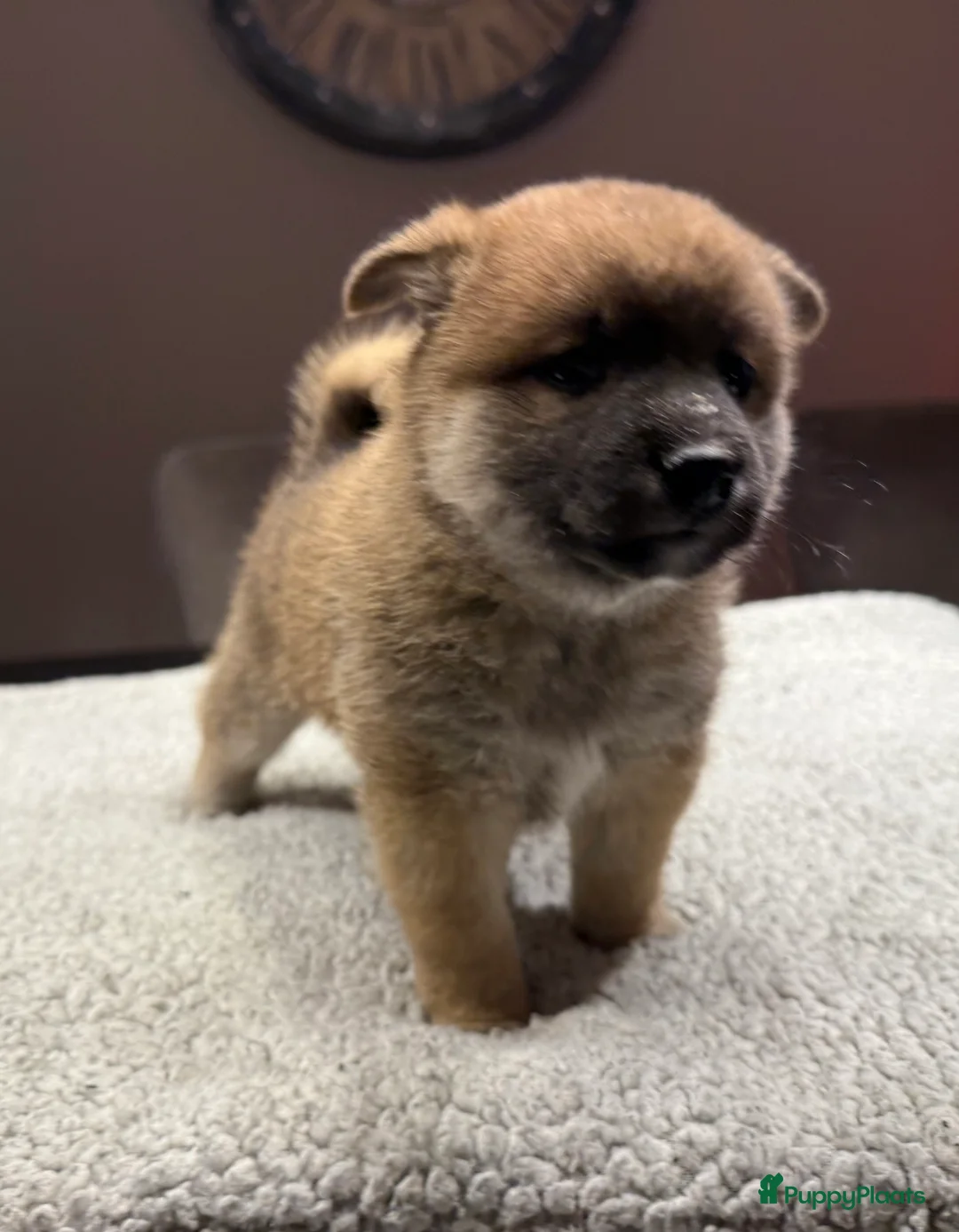 Shiba honden te koop: Shiba inu pups - Advertentie 6