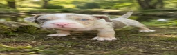 Amerikaanse Bully honden te koop: American bully pocket pup reu in Stramproy - Advertentie 3