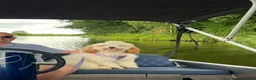 Labradoodle honden te koop: Labradoodle puppy’s verwacht - Advertentie 1