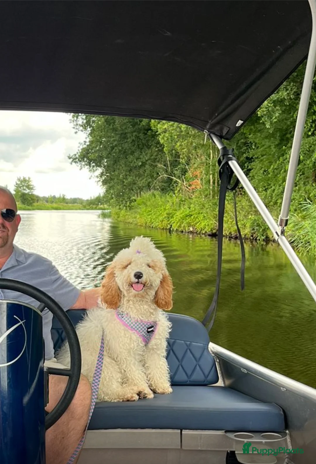 Labradoodle honden te koop: Labradoodle puppy’s verwacht - Advertentie 1