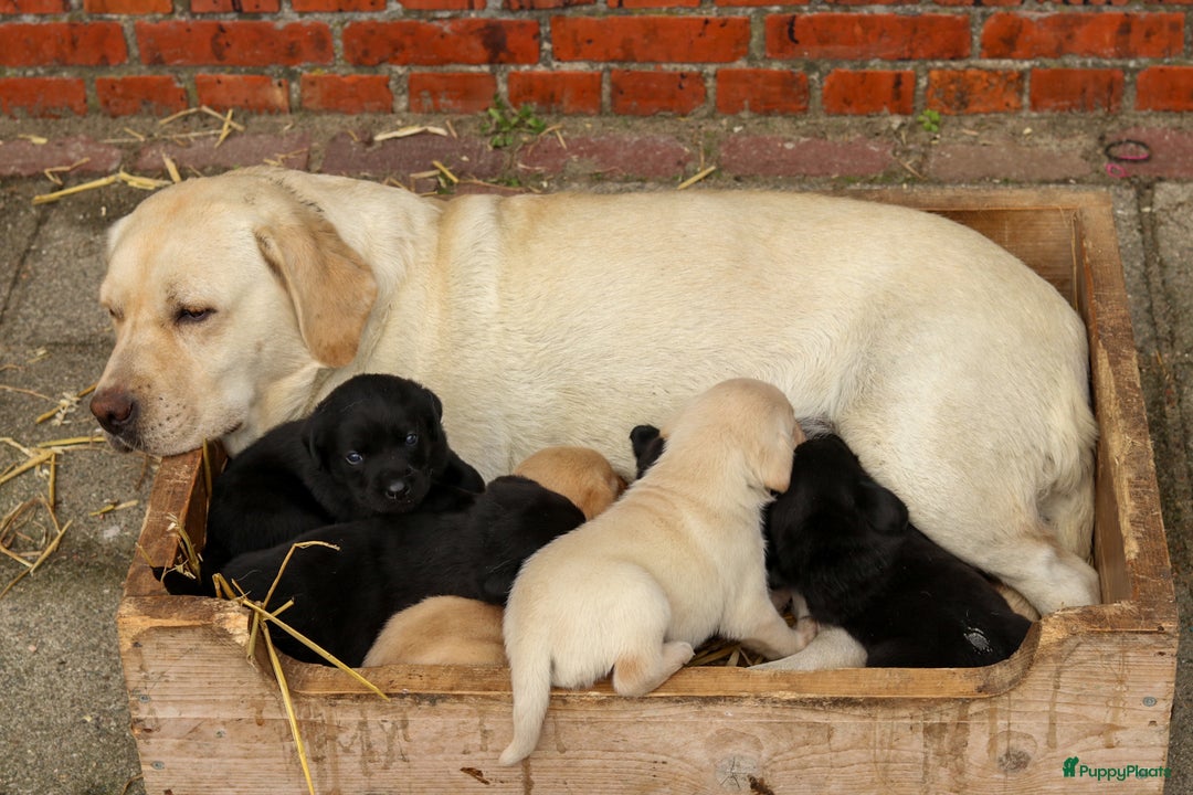Labrador Retriever honden te koop: Prachtige sociale labrador pups te koop - Advertentie 15