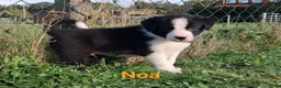 Border Collie honden te koop: Border collie puppy's in Oude Pekela - Advertentie 19