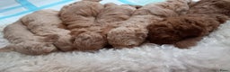 Kruising honden te koop: Prachtige Australian (halve) labradoodle puppies  - Advertentie 15
