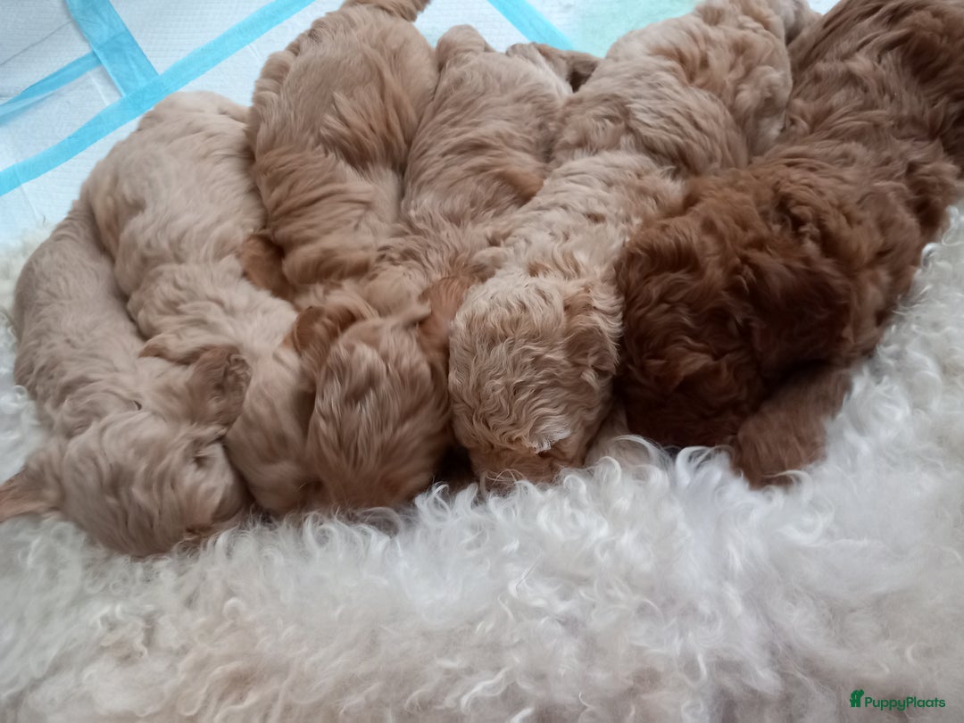 Kruising honden te koop: Prachtige Australian (halve) labradoodle puppies  - Advertentie 15