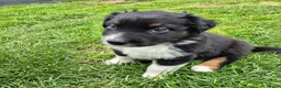 Australian Shepherd honden te koop: Nog 2 australian shepherd reutjes zoeken een thuis - Advertentie 24