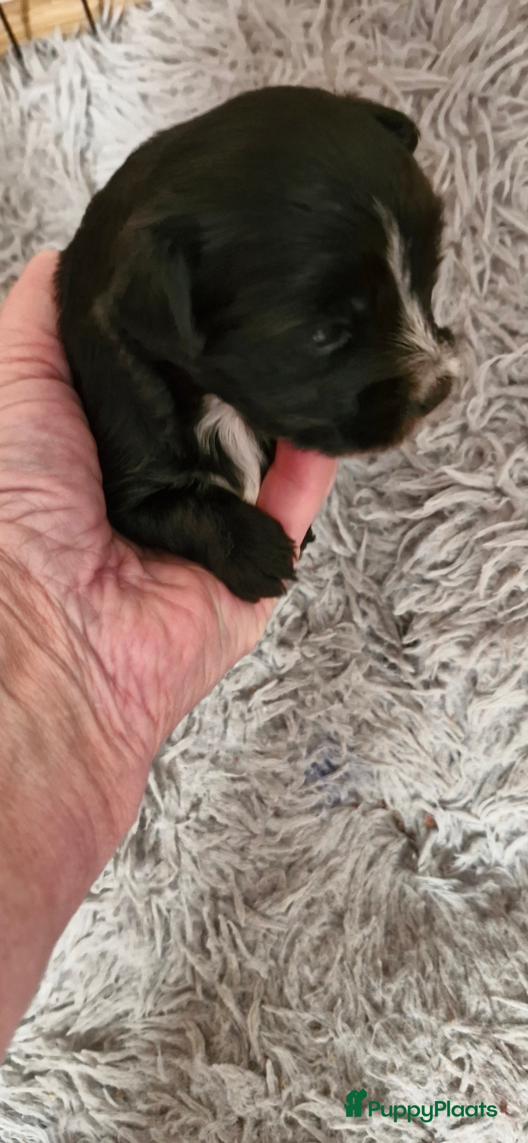 Morkie honden te koop: Morkie - Advertentie 5