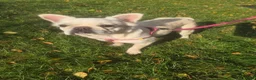Franse Bulldog honden te koop: 🎀 Fluffy Franse bulldog 11 maanden teefje 🎀 - Advertentie 5