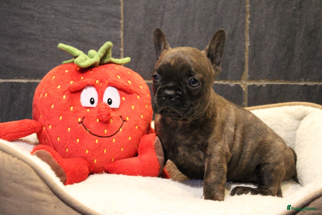 Franse Bulldog honden te koop: Franse Bulldog pups - Advertentie 24