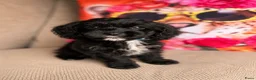 Cavapoo honden te koop: Cavapoo  - Advertentie 10