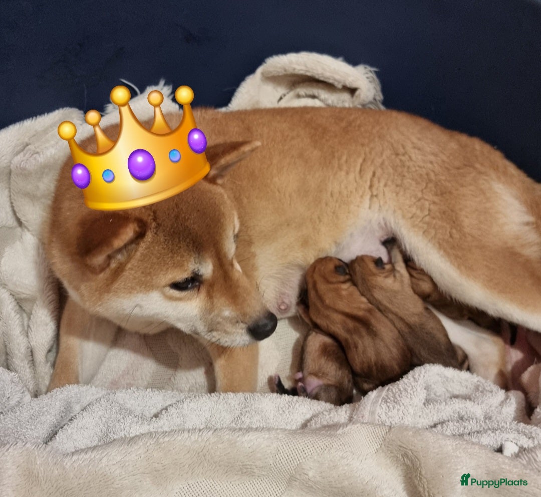 Shiba honden te koop: Shiba inu pups met f.c.i stamboom  - Advertentie 2