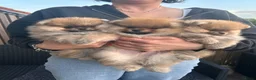 Pomeriaan honden te koop: 🌺Pomeranian 100 %🌺 - Advertentie 6