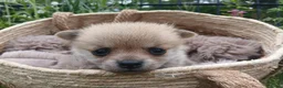 Pomchi honden te koop: Lieve pomchis - Advertentie 5