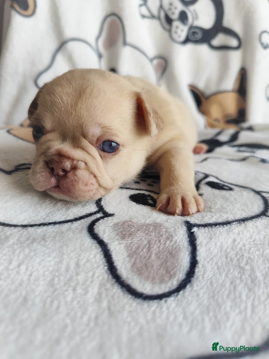 Franse Bulldog honden te koop: Franse bulldog pups - Advertentie 6