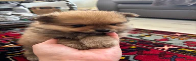 Pomeriaan 1