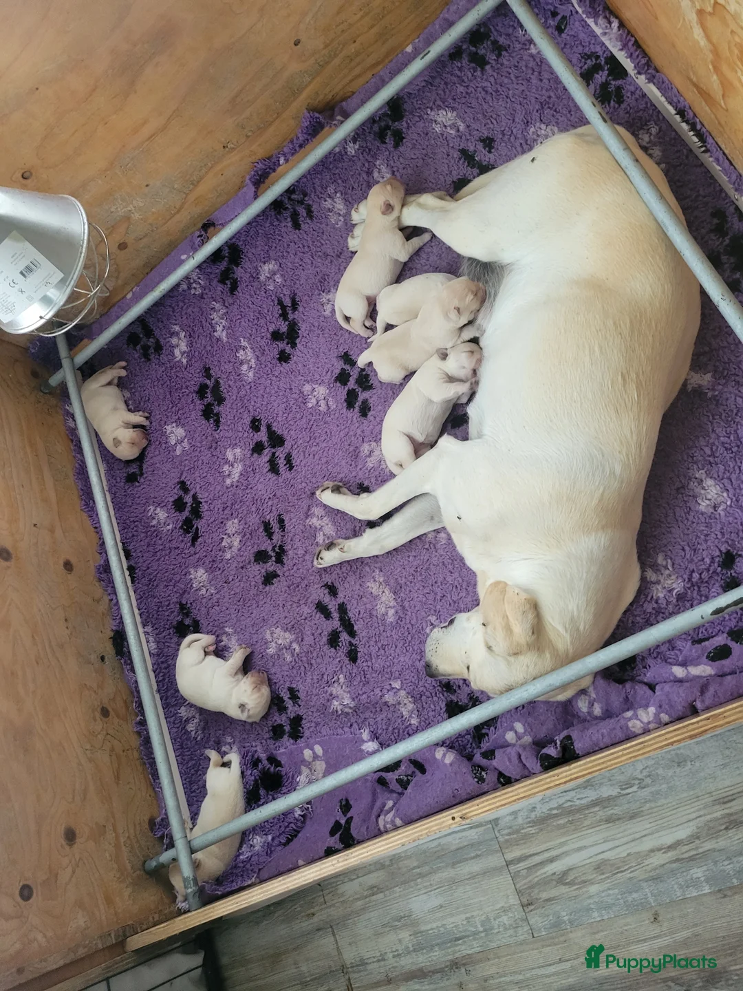 Labrador Retriever honden te koop: Stamboom fieldtrial labrador pups - Advertentie 2