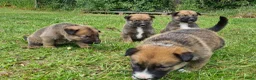 Kruising honden te koop: Prachtige Border Collie x Mechelse Herder pups. F1 - Advertentie 4