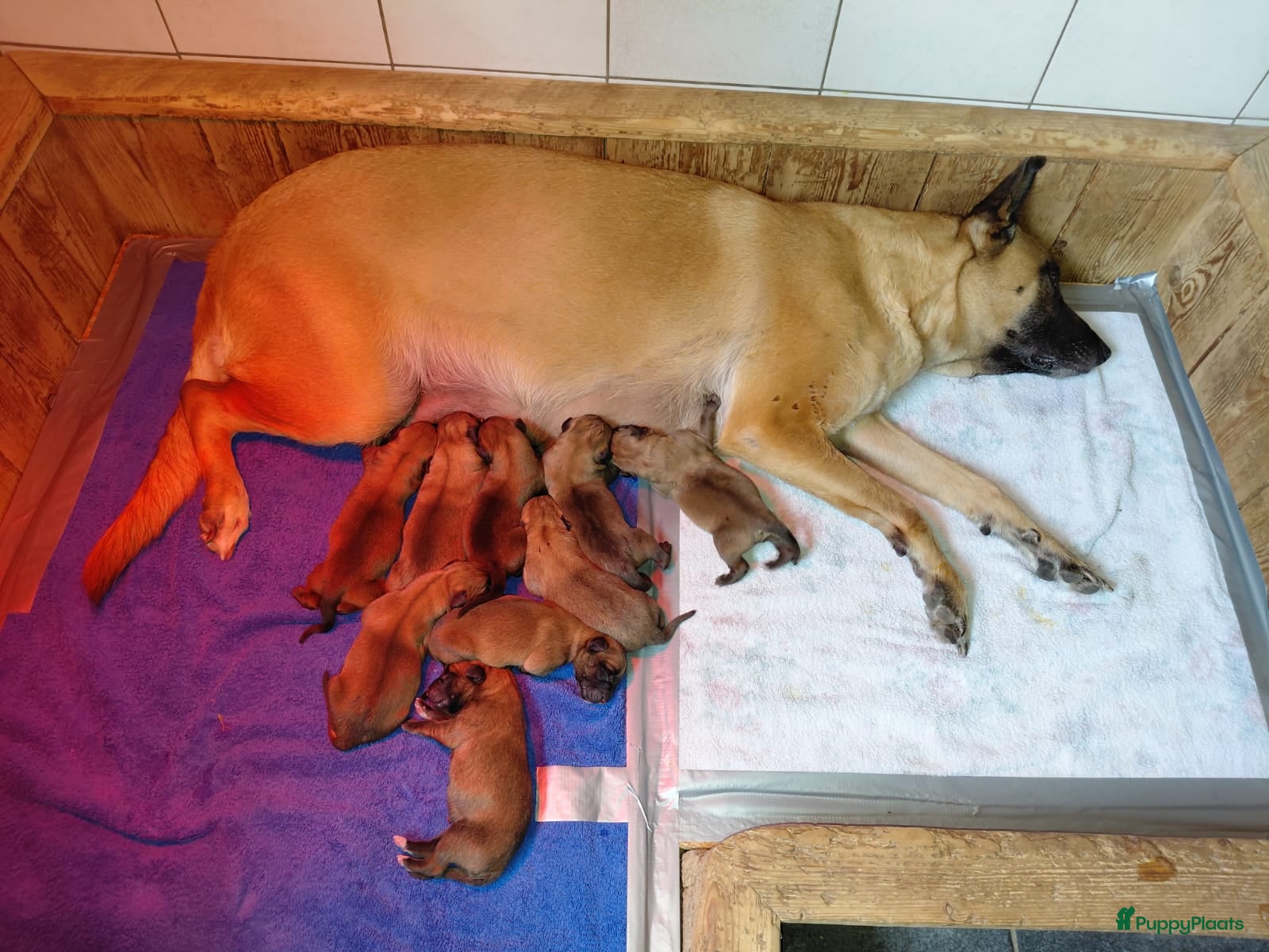 Mechelse Herder honden Mechelse herder pups werklijn - Advertentie 5