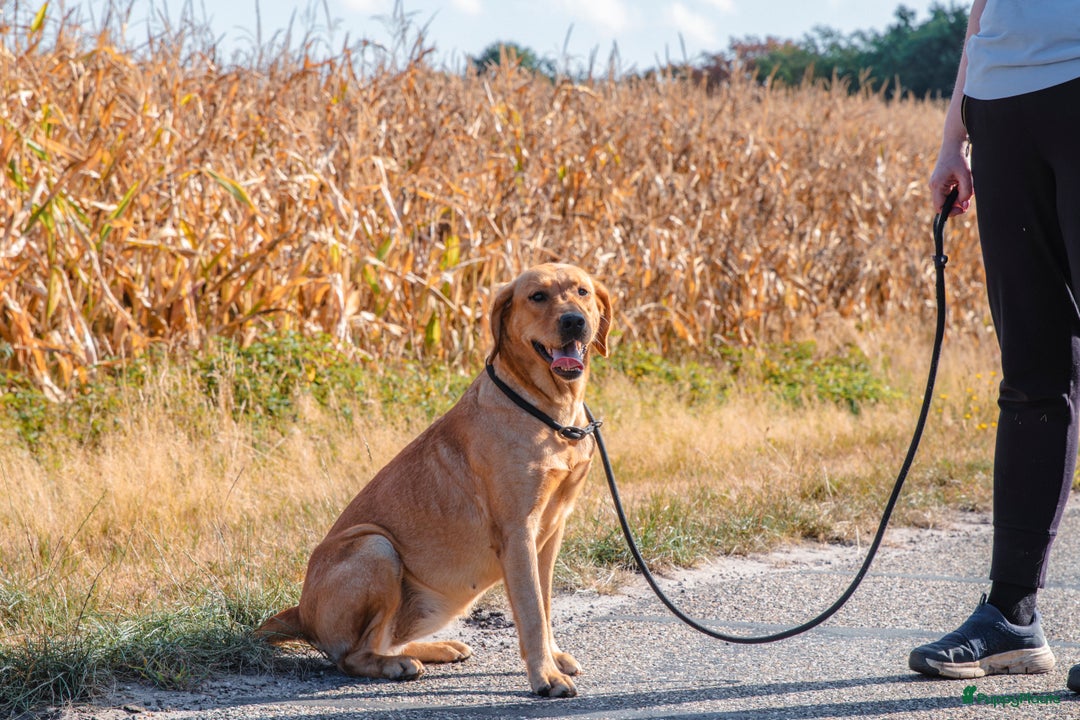 Labrador Retriever honden te koop: Raszuiver labrador pups mogen naar nieuw huisje  - Advertentie 22