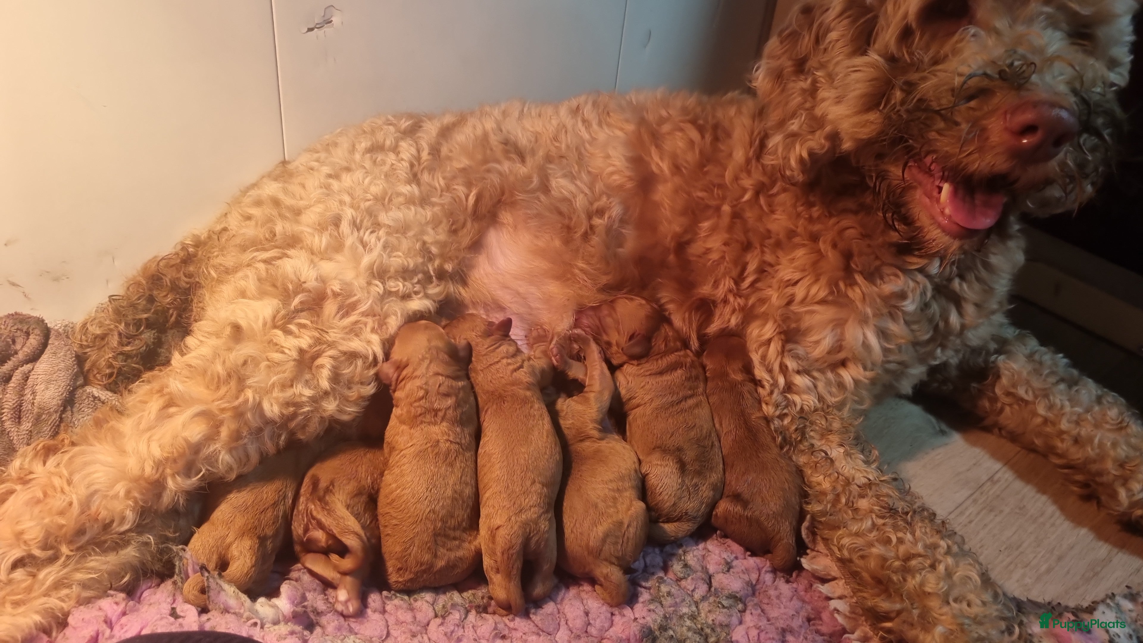 Labradoodle honden Mini labradoodle pupjes - Advertentie 1