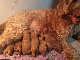 Labradoodle honden Mini labradoodle pupjes - Advertentie 1