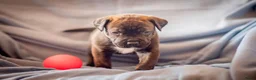 Kruising honden te koop: Nestje pups/ Rottweiler -X- Amerikaans Bulldog. - Advertentie 2