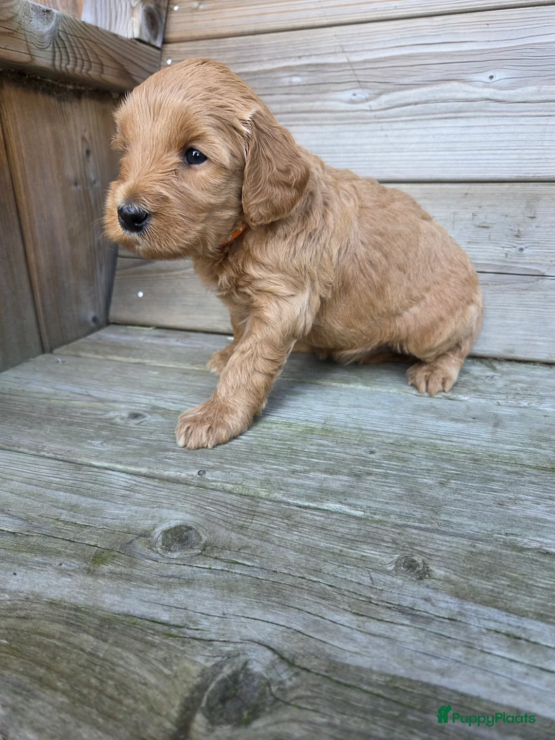 Kruising honden te koop: Labradoodle x Goldendoodle pups - Advertentie 39