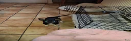 Chihuahua honden te koop: Te koop chihuahua - Advertentie 2