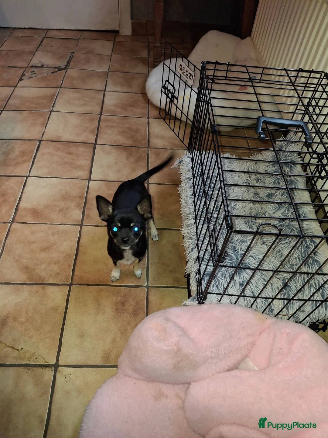 Chihuahua honden te koop: Te koop chihuahua - Advertentie 2