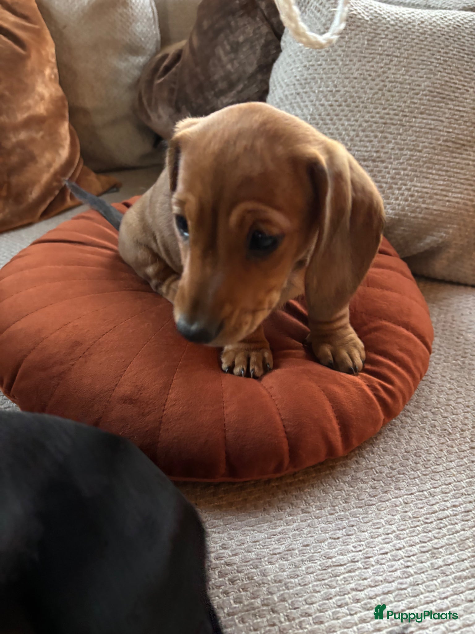 Teckel (korthaar)  honden Prachtige dwerg x kaninchen redcream teckel pups - Advertentie 1