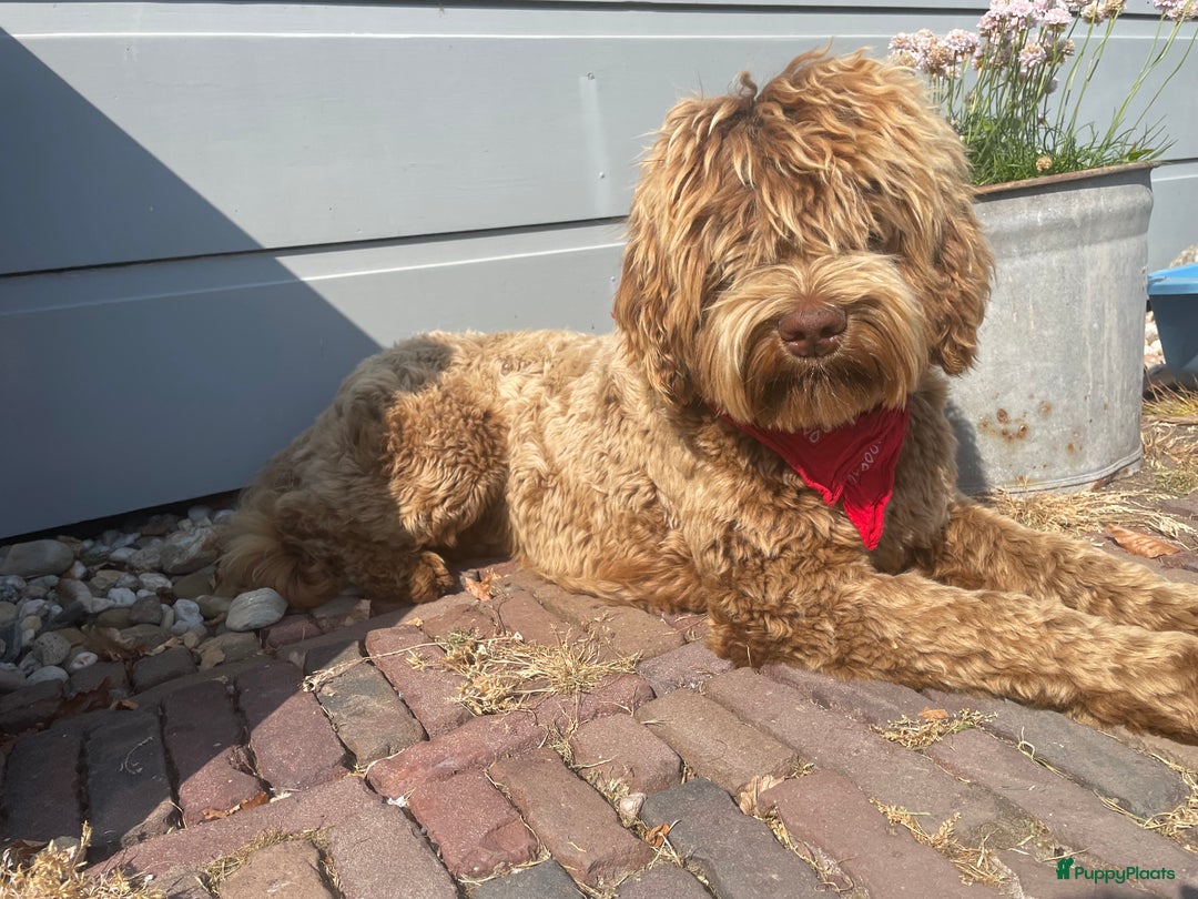 Labradoodle honden te koop: Medium choco doodles met Australian bloed - Afbeelding 2