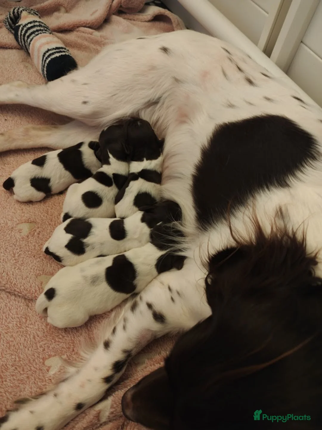 Heidewachtel honden te koop: 4 Heidewachtels teefjes in Middelburg - Advertentie 12
