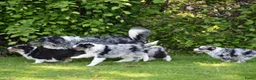 Australian Shepherd honden te koop: Knappe Miniature American Shepherd (MAS) pups - Advertentie 9