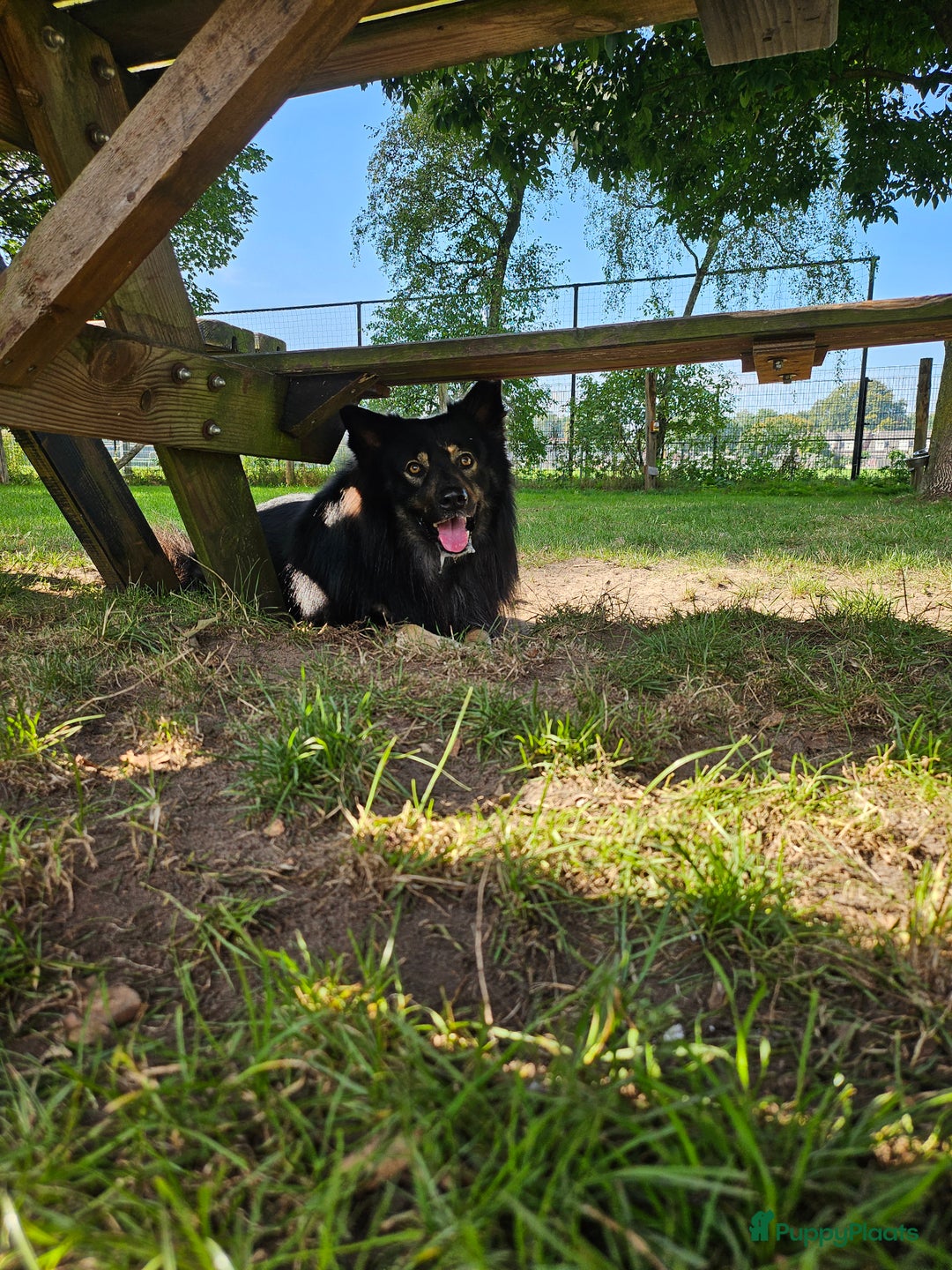 Kruising honden ter dekking: Unieke Dekreu aangeboden in Almelo - Afbeelding 5