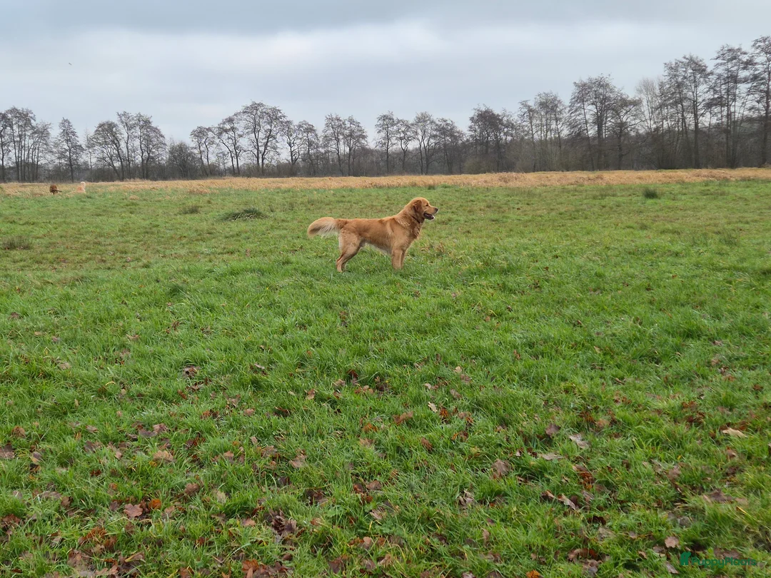 Golden Retriever honden te koop: Liefdevol en huiselijk nest Golden Retriever pups  - Advertentie 9