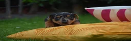 Jack Russel Terriër honden te koop: lieve pups zoeken een nieuw huisje - Advertentie 20