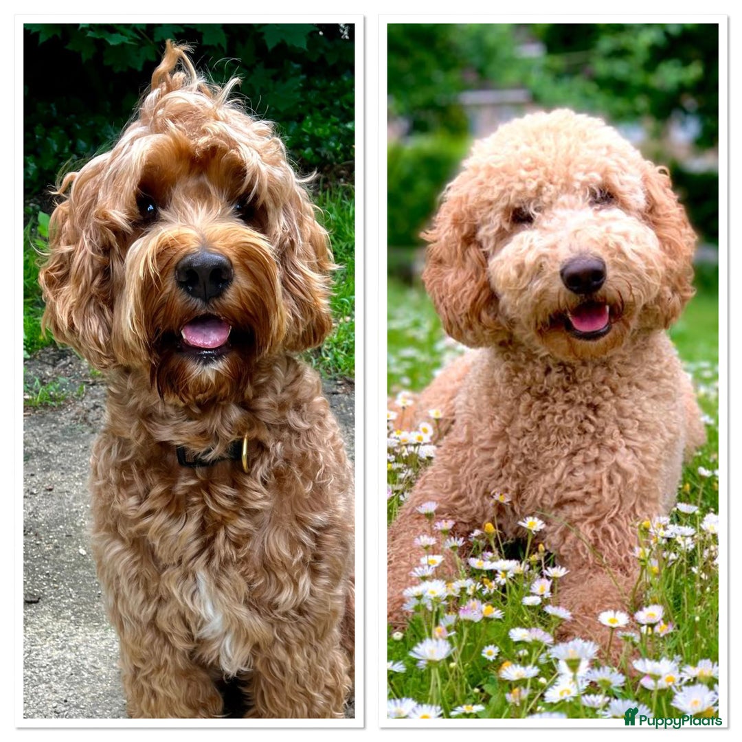 Australian Labradoodle honden te koop: Labradoodle puppy’s verwacht 🐶🐾 - Advertentie 1