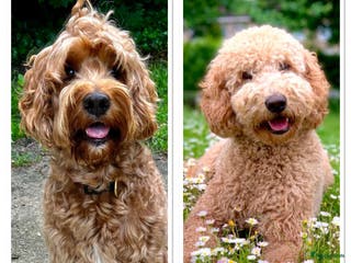 Australian Labradoodle honden Nog 1 teefje beschikbaar 🐶🐾 - Advertentie 1