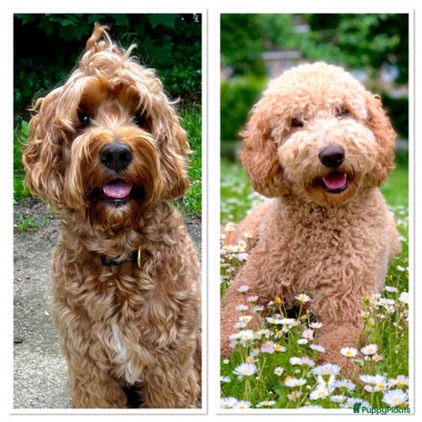 Australian Labradoodle honden - Advertentie 2