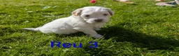 Shihpoo honden te koop: MaltiPoo (ShihTzu/Maltezer X ToyPoedel) - Advertentie 9