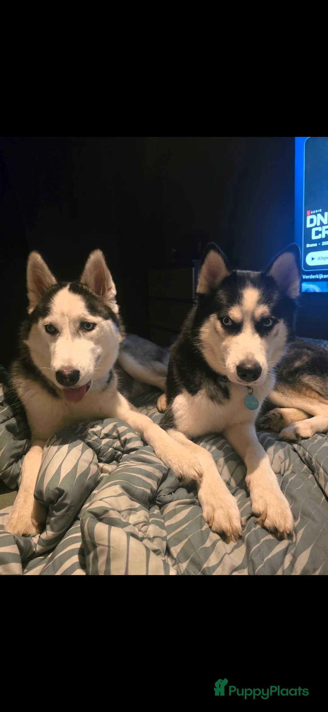 Siberische Husky honden te koop: Lieve husky pups te koop - Advertentie 5